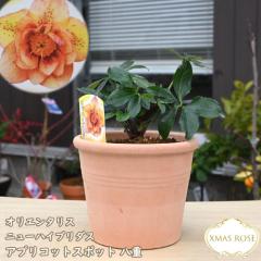 ぽんた クリスマスローズ 苗 来季開花予定苗セット クリスマスローズ 来期開花予定苗 セット2 - メルカリ
