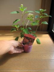 6��30����虒�肵����Ԃł̂��͂��ƂȂ�܂��B�A�W�T�C�A�i�x���s���N  ��{��̉ԂŐl�C�̍����A�i�x���Ƀs���N�Ԃ̃A�i�x�����ł��B