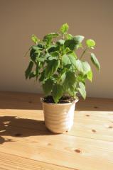 ��̓��̃v���[���g��2025�N�̕�̓��ɂ��킢���x�炫���z�ԃA�i�x�����z�ԕ�̓��ɔ������z�ԁ@�J�Ԃ͘Z�����ł�