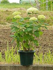 ��̓��̃v���[���g�ɃA�i�x���@�A�W�T�C �y���������z��c�@2026�N��̓��v���[���g�ɂ��������߂́@�x�炫���z�ԃA�i�x���̕c�ł��@�J