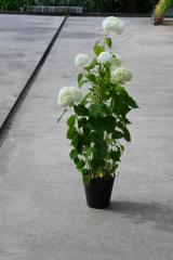 �A�i�x���@�A�W�T�C���z�ԑ�c�@�傫�߂̕c�A�i�x��2025�N�U���J��