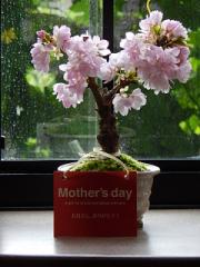 Ί̉ԍ炭v[g̓Mtg2025NTɊJԃ~jd~́@̓̃v[gɂ߁@~j~́iӂj