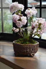 2025N4ɊJԂ̃TN񂹐A~́F~͍~͐My@