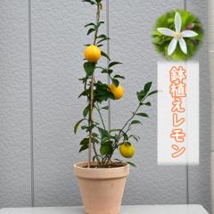 �����̖؃������@ �������̖؁@���A