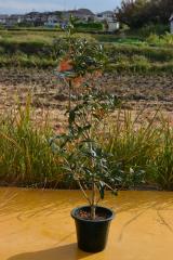 ���A���̃L�����N�Z�C�H�ɊJ�ԁ@�I�����W�@�����Â��������@�v�����@ ���؍ҁ@�O�十�؁@�j�Ԓ��@�����b�N�X�@�_�C�G�b�g