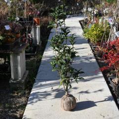 �y�L�����N�Z�C�Q���c�z�@�H�ɊJ�ԁ@�I�����W�@�����Â��������@���؍ҁ@�O�十�؁@�j�Ԓ��@�����b�N�X�@�_�C�G�b�g