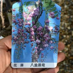 11月下旬から12月のお届けとなります。ヤエコクリュウ【八重黒龍