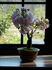 łԌ@~j~́@2025N4Jԁ@Ă@ŃTN̂Ԍy߂܂@v[g΂TN~͂łi