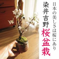 2025N4ɊJԂ̎ł̂Ԍ@\Cg@~͂̐gŁ@4ɂԌ@蕨ɂ߂ł