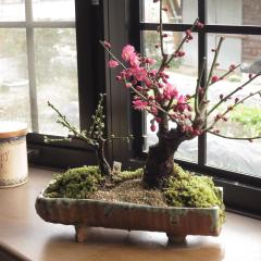 ~́Fg~~͊񂹐A@g~@~@2025NQRɔ~̍ƂԂy