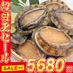 あわび 1kg 12粒入 アワビ 鮑 えぞあわび 貝 冷凍 蝦夷 お刺身 ステーキ 殻付き 母の日 ギフト プレゼント