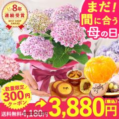 母の日 プレゼント 花とセット 花 ギフト 生花 鉢植え 送料無料 選べる アジサイ 紫陽花 あじさい 4号 どら焼き スイートポテト サブレ 