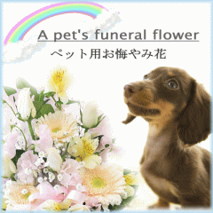 ���̋��ő҂����P�l�̉Ƒ��� �摜�z�M �y�b�g��p �I�ׂ邨�����A�����W �� �䋟 ������� ������ ���~ ���ފ� �y�b�g ���� �@�v ����