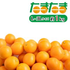 ���܂��� ���� �{�� ���n���� ���܂��� 1kg �����x ���񂩂� �L���J�� �炲�� ������ ����p �ƒ�p ���ʃp�b�N  [�{�茧�Y���܂��� 