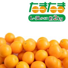 ���܂��� ���� �{�� ���n���� ���܂��� 2kg �����x ���񂩂� �L���J�� �炲�� ������ ����p �ƒ�p ���ʃp�b�N  [�{�茧�Y���܂��� 