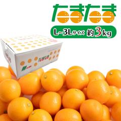 ���܂��� ���� �{�� ���n���� ���܂��� 3kg �����x ���񂩂� �L���J�� �炲�� ������ ��e�� �P�[�X ������   [���܂��܁i�P�[�X�j3k