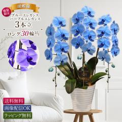 �y11���܂ł̂������œ����o�ׁE���ʌ���z�Ӓ��� �u���[�G���K���X �p�[�v���G���K���X 3�{�� �摜�z�M �� �� ��� �J�X ���N �A�C �J�@