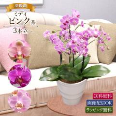 �y11���܂ł̂������œ����o�ׁz�Ӓ��� �~�f�B�s���N�n 3�{���ȏ� �摜�z�M �s���N ���킢�� �J�X ���N �A�C �J�@ �J�� �I�[�v�� ��� ��