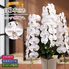 �y11���܂ł̂������œ����o�ׁz�Ӓ��� ��3�{�� 42�ֈȏ�i�ڂ݊܂ށj�摜�z�M  ��� �J�X ���N �A�C ���i �I�� ���I�j �J�@ �J�� ���