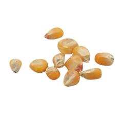 �y���[���֔����z�A�[�e�b�N ��؂̎� �Ƃ����낱�� 2738 [���ޗp�i]