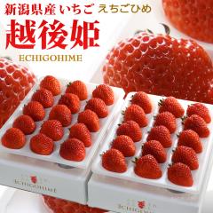 �z��P ������ (��450g�~2P) �V���Y �C�`�S � �M�t�g �����p �����x �Â� �嗱 ��� ���������� �H�i �t���[�c �ʕ� ������ �z��P ����