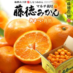 ���݂��� �}���`�͔| �����݂��� S-L (��10kg) �a�̎R�� ���ÎY �G�i �����p 10�L�� �M�t�g �����݂��� �����_�� mandarin orange ��