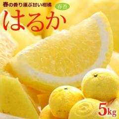 �͂邩 �݂��� (��5kg) ����Y/���Q�Y/�L���Y �G�i �t���ĂԊ��k �͂邩 ���k �t�� �n���J haruka 5�L�� �H�i �t���[�c �ʕ� �݂��� �͂�