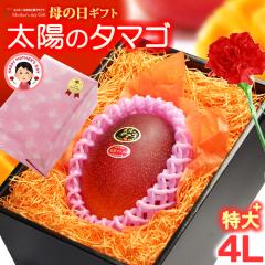 ��̓� �M�t�g ���z�̃^�}�S (4L�~1��/��510g�ȏ�) �{��Y �ԏG�`�G ���z�̂��܂� ���z�̗� �����悤�̂��܂� 2026 ��̓��M�t�g �{�� 