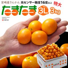 �{�� ���񂩂� ���܂��� 3L (��3kg) �{��Y A�i �ԏG ���� �^�}�^�} ���n���񂩂� ���܂��܂��񂩂� ���܂��܋��� ���x16�x�ȏ� ���x ��