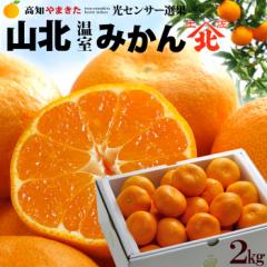 nEX݂ Rk݂ (2kg) mY Rk݂ ݂ Gi S M  ZT[ nEX͔| ݂񕔉 mandarin ora