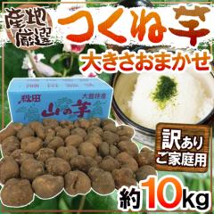 YnI hˈER̈h 󂠂 10kg 傫܂ R/a/܂y\ 11ȍ~z 