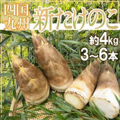 �h�V�����̂��h �G�i 3�`6�{ ��4kg �����{�Y�i��B�E�l���j�y�\�� 3�����{�ȍ~�z ��������