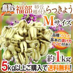 �y������傤 �h���� JA���Ȃ� �����Y ���u������傤�h M�T�C�Y ��1kg�s5�L���w���ő��������t�y�\�� 6�����{�ȍ~�z