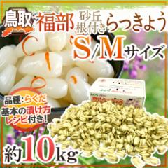 �y������傤 ���� JA���Ȃ� �����Y �h���u������傤�h S/M�T�C�Y ��10kg�y�\�� 6�����{�ȍ~�z ��������