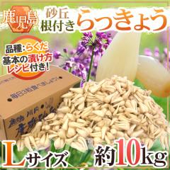 �y������傤 �������Y �h���u������傤�h �G�i L�T�C�Y ��10kg�y�\�� 5�������{�ȍ~�z ��������