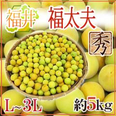 �h����Y �����v�i�ӂ����䂤�j�h �G�i L�`3L ��5kg �~�y�\�� 5�����ȍ~�z ��������