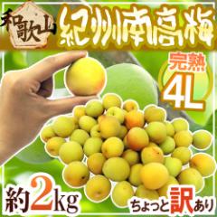 �h�I�B�E�a�̎R�Y �썂�~ ���n�h 4L ��2kg ������Ɩ󂠂�y�\�� 6���ȍ~�z ��������