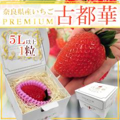 �ޗǌ��Y �h�v���~�A�� �Ós�؂������h 5L�T�C�Y 1���y�\�� 1�����ȍ~�z