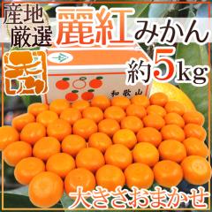 �h��g�i�ꂢ�����j�݂���h �G�i ��5kg �傫�����܂��� �Y�n���I ��]�y�\�� 2�����ȍ~�z ��������