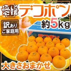 ���Q�Y �h�f�R�|���h �󂠂� ��5kg �傫�����܂��� ���x13�x�ȏ�ۏ؁y�\�� 3���ȍ~�z ��������