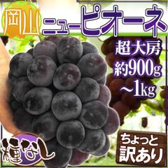�h���R�Y ��Ȃ��j���[�s�I�[�l�h ������[ 1�[ ��900g�`1kg ������Ɩ󂠂� �Ԃǂ��y�\�� 9���ȍ~�z