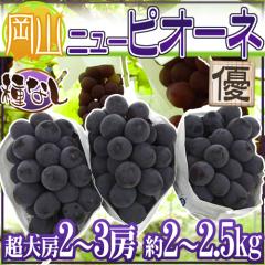 �h���R�Y ��Ȃ��j���[�s�I�[�l�h �D�i ����[ 2�`3�[ ��2�`2.5kg �Ԃǂ��y�\�� 9���ȍ~�z ��������