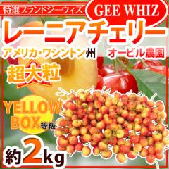 �h�A�����J�Y �W�[�E�B�Y ���[�j�A�`�F���[�h ��2kg �C�G���[���� �������ځy�\�� 6�����{�ȍ~�z ��������
