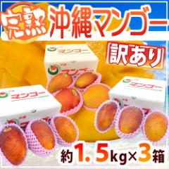 ����Y �h���n�}���S�[�h �󂠂� ��1.5kg�~�s3���t 9�`15�ʑO�� �Y�n�� ����}���S�[�y�\�� 7�����{�ȍ~�z ��������