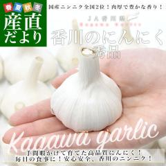 쌧Yn JA쌧 jjN Gi 1.5L (ڈƂ38ʑO)  ɂɂ f  ] ʂ