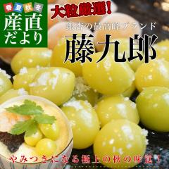���m���Y JA������ �k�t����ǁu����Y�v ��500g�i3L����2L 110���O��j ���������@�s�ꔭ�� ����Ȃ� �M���i�� �Ƃ����낤 �y���������F