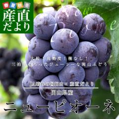 岡山県産　JA晴れの国岡山　ニューピオーネ　青秀以上　約1.2キロ(600g×2房)　送料無料　ブドウ　葡萄