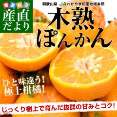 �a�̎R���Y JA�킩��܋I��n��{�� �؏n�|���J�� 3L����L �G�i ��2.5�L���i12�ʂ���20�ʁj�������� ���k �I�����W �ۂ񂩂� �s�ꔭ���y