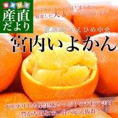 ���Q���Y JA���Ђߒ��� �{�����悩�� �ԏG�i ��3�L�� 3L����2L�T�C�Y �i10�ʂ���12�ʁj �������� �ɗ\�� ���k �s�ꔭ���y���������F�J�[