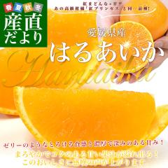 ���Q���Y�u�͂邠�����v���ƒ�p ��2.5�L��2L����L�T�C�Y(10�ʂ���14�ʑO�����) �������� ���k �g�܂ǂ�� �Õ� �s�ꔭ���y���������F�J